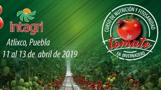 intagri curso tomate (2)